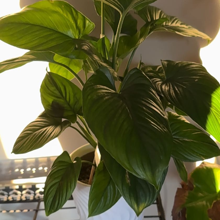 Photo of the plant species sunshine gem by @YesPuriri68 named Fernie Mac on Greg, the plant care app