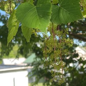 Photo of the plant species Graybark Grape by @HipMint5 named Beyonce on Greg, the plant care app