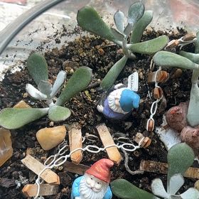 Photo of the plant species Pig's Ear by @TidySilktree22 named Duke on Greg, the plant care app