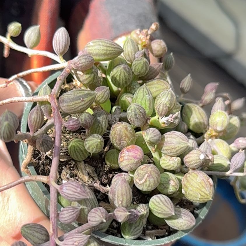 Photo of the plant species String of Watermelons by @TidySilktree22 named Sage on Greg, the plant care app