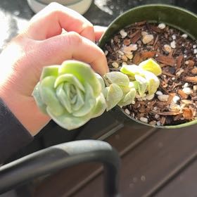 Photo of the plant species Graptoveria 'Lovely Rose' by @TidySilktree22 named Orlando Bloom on Greg, the plant care app