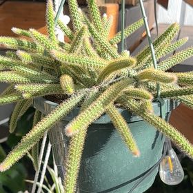 Photo of the plant species Rat Tail by @TidySilktree22 named Nemo on Greg, the plant care app
