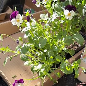 Photo of the plant species Wild Pansy by @TidySilktree22 named Pax on Greg, the plant care app