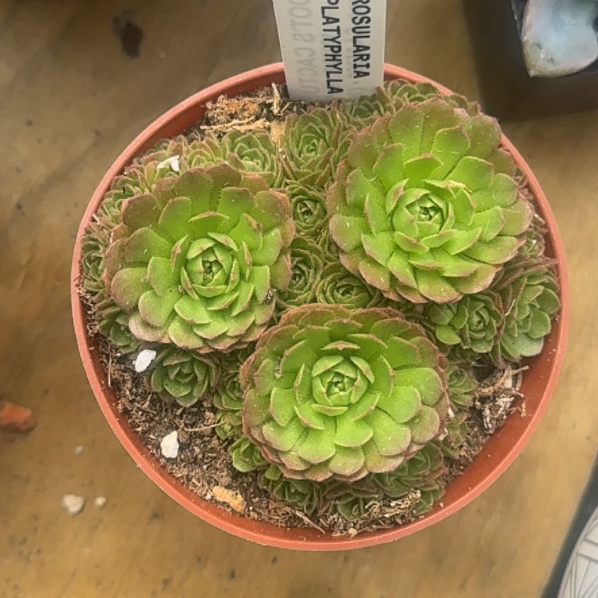 Photo of the plant species Rosularia platyphylla by @TidySilktree22 named Spike Leaves on Greg, the plant care app