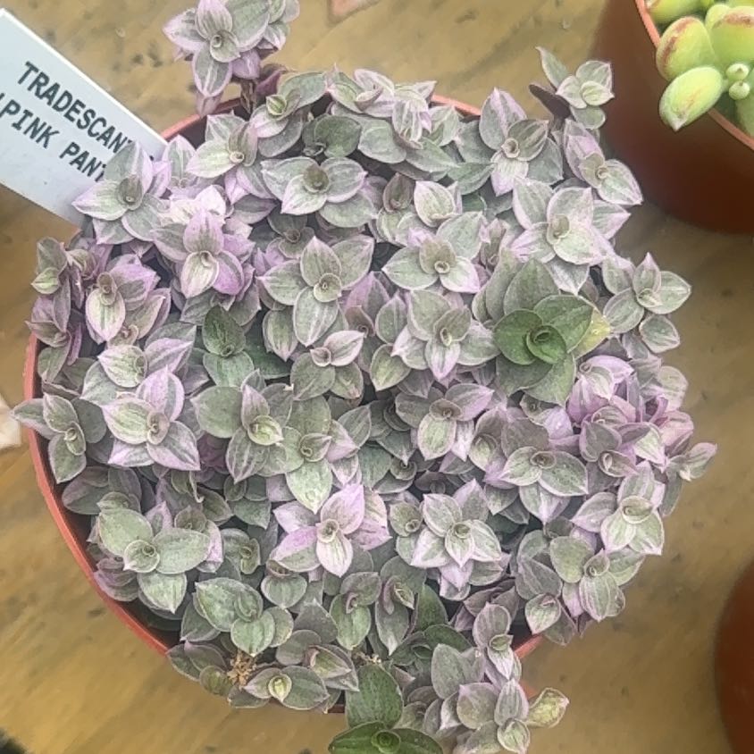 Photo of the plant species Tradescantia Pink Panther by @TidySilktree22 named Osmo on Greg, the plant care app