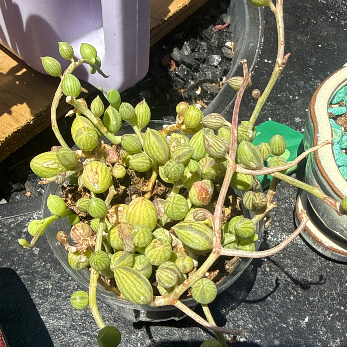Photo of the plant species String of Watermelons by @TidySilktree22 named Sage on Greg, the plant care app