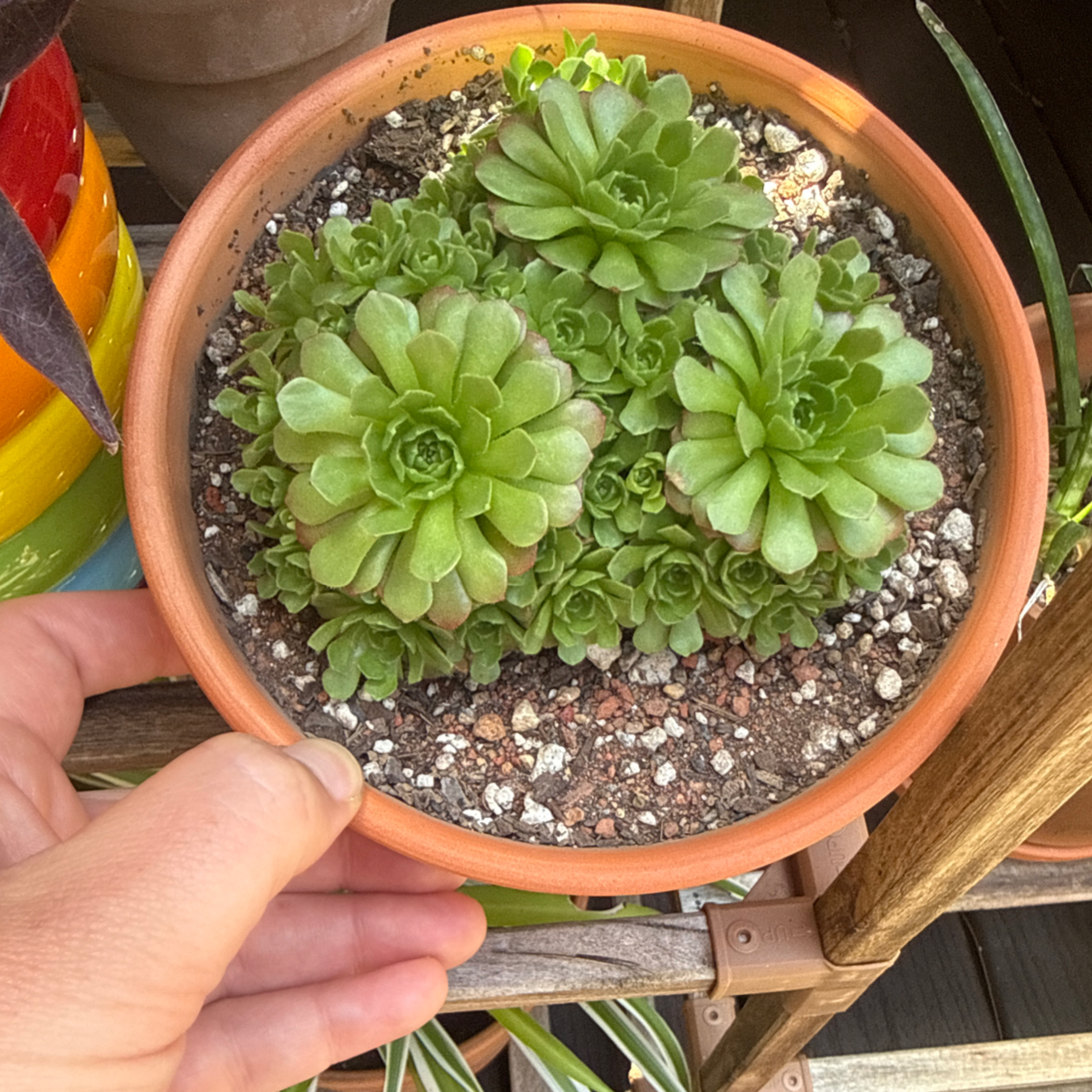 Photo of the plant species Rosularia platyphylla by @TidySilktree22 named Gregarious on Greg, the plant care app