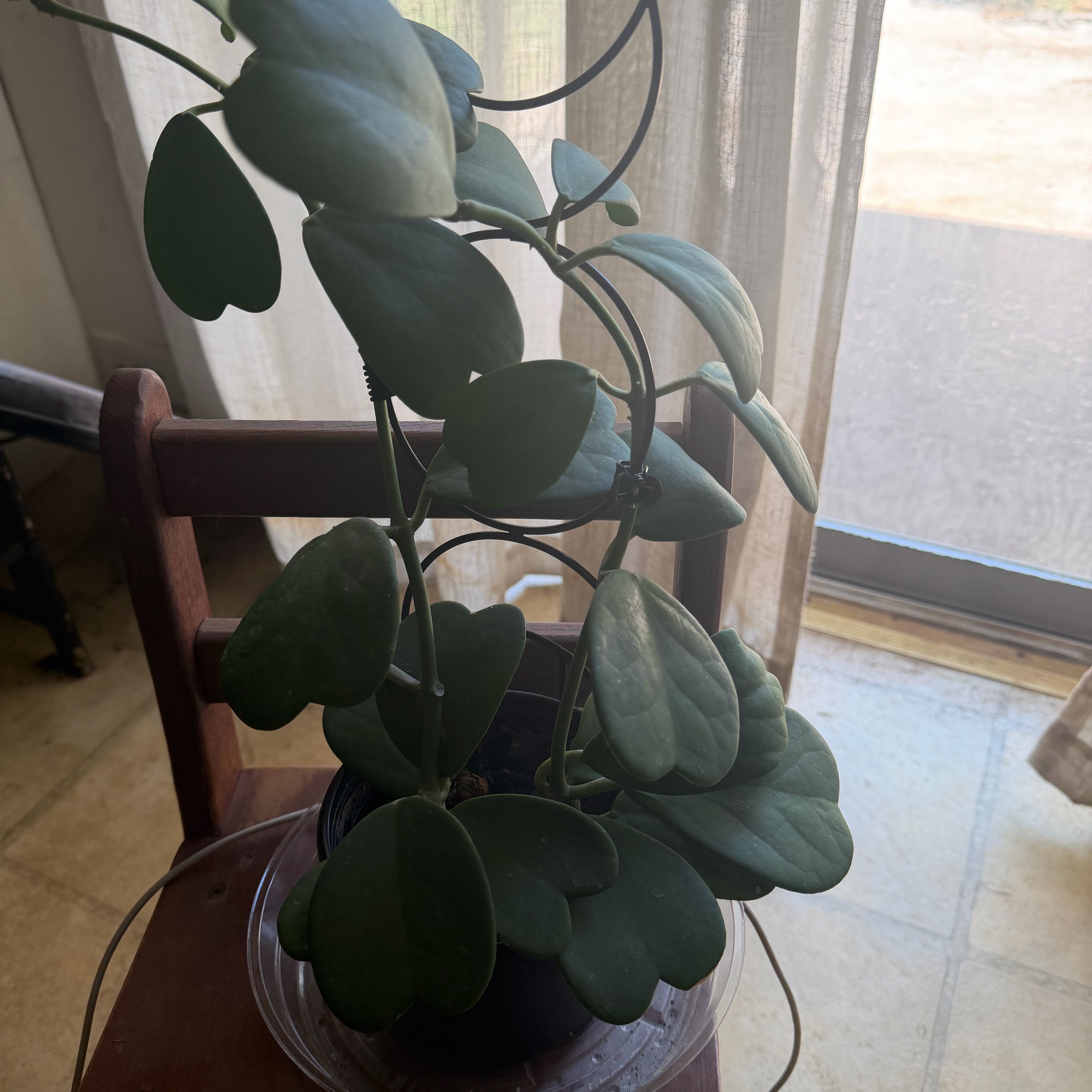 Photo of the plant species Sweetheart plant by @BestBokchoi49 named Chan on Greg, the plant care app