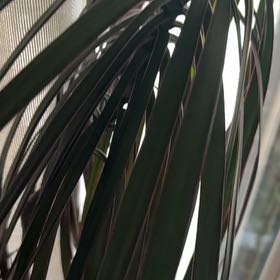 Photo of the plant species Aloe Yucca by @HunkyDuwei9 named Tolkien on Greg, the plant care app