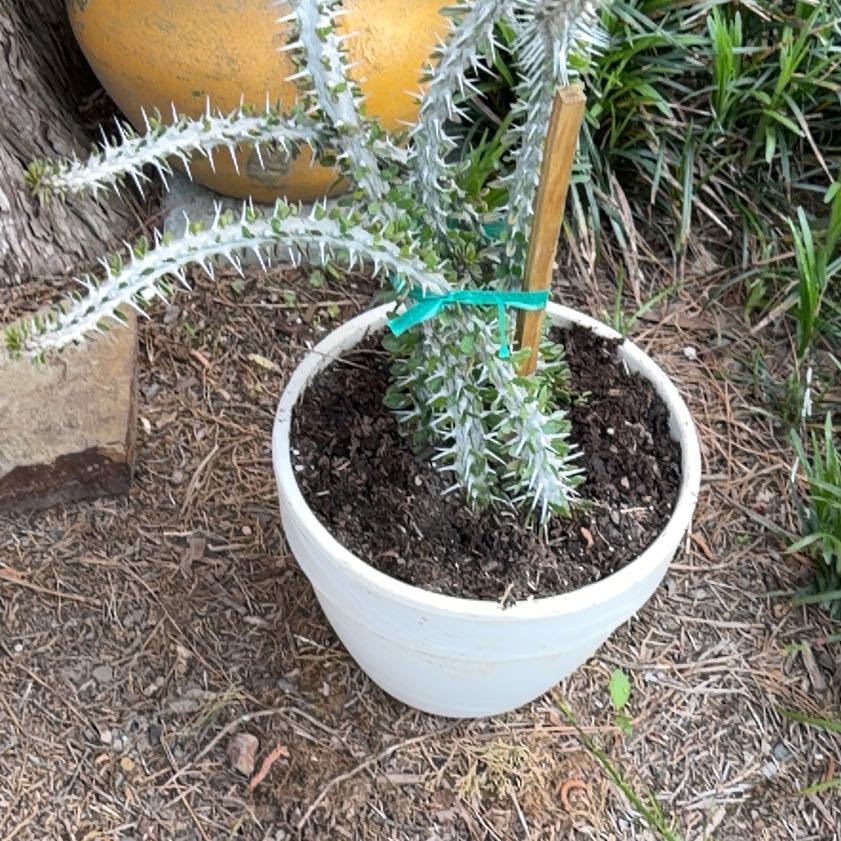 Photo of the plant species False ocotillo by @FitTigersjaw19 named Bruce Lee on Greg, the plant care app