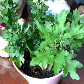 Photo of the plant species Chrysanthemum by @SageTutsan47 named Gomez on Greg, the plant care app