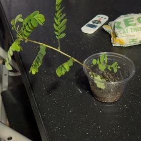 Photo of the plant species Common Honeylocust by @VipAjwain83 named Baby on Greg, the plant care app