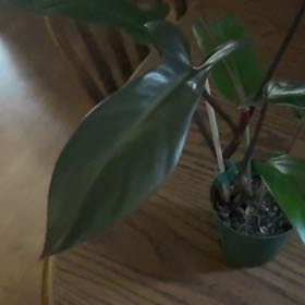 Photo of the plant species Philodendron 'Florida Bronze' by @AceCentaury47 named Robert Plant on Greg, the plant care app