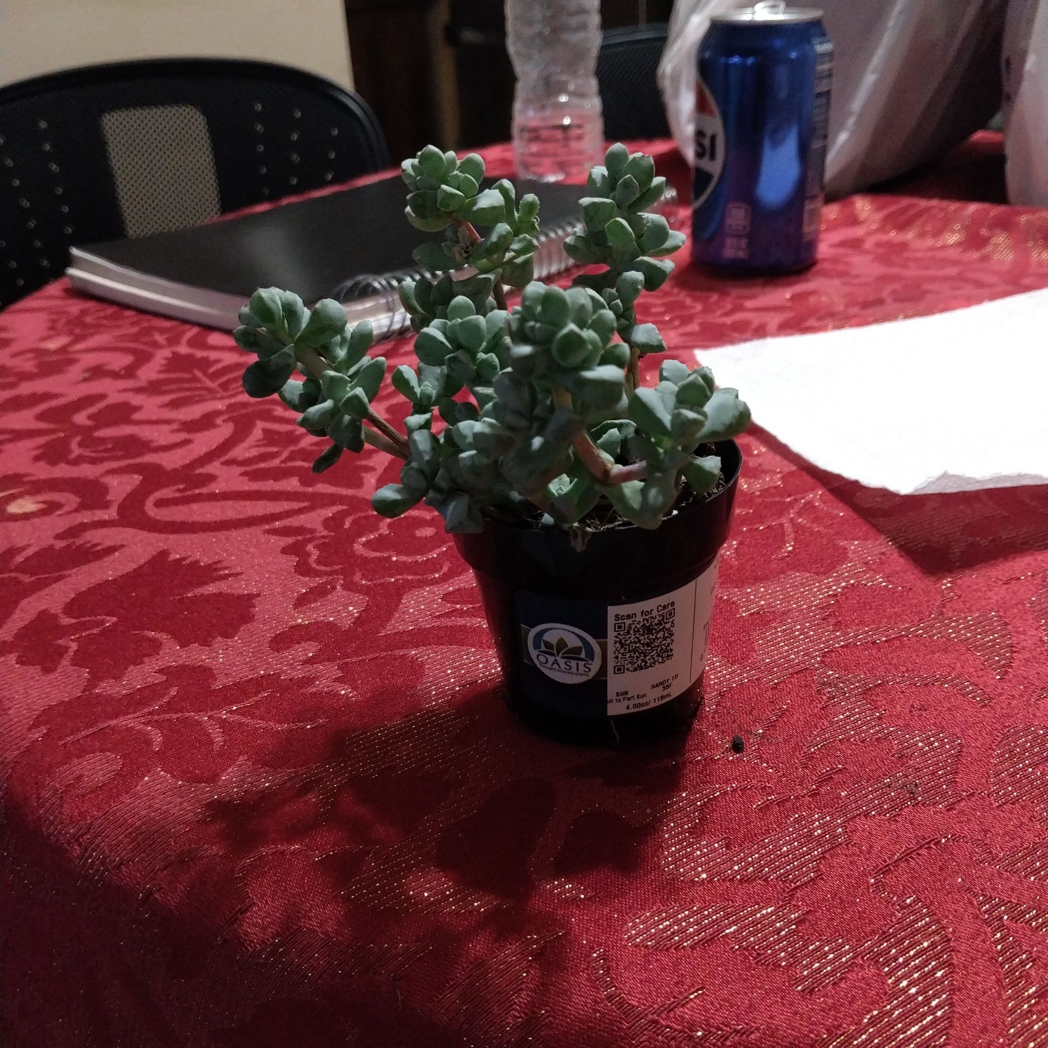 Photo of the plant species Lampranthus Deltoides by @YardGarlic9 named Gaga on Greg, the plant care app