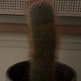 Photo of the plant species Arborescent Prickly Pear by @SnappyKanono11 named Ceasar on Greg, the plant care app