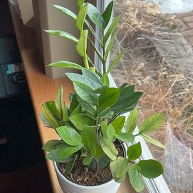 Photo of the plant species ZZ chameleon by @AscendantRye21 named ZZ Top on Greg, the plant care app