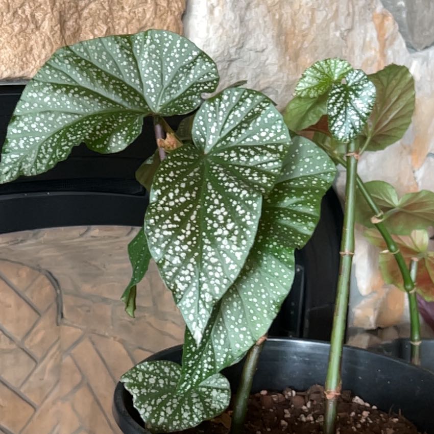 Photo of the plant species Angel Wing Begonia by @AscendantRye21 named Orlando Bloom on Greg, the plant care app