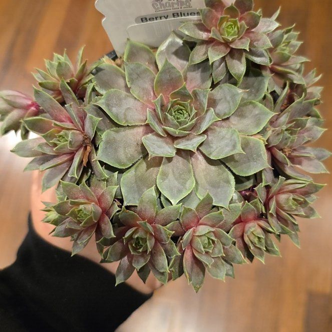 Photo of the plant species Berry Blues by @FitGrapeivy22 named Keanu Leaves on Greg, the plant care app