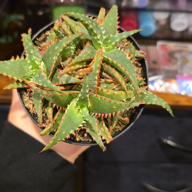 Photo of the plant species Aloe 'Christmas Sleigh' by @FitGrapeivy22 named Sir Plancelot on Greg, the plant care app