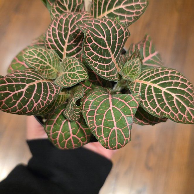 Photo of the plant species Mini Red Vein Plant by @FitGrapeivy22 named Leaf Erickson on Greg, the plant care app