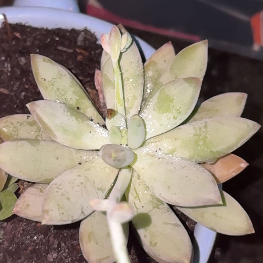 Photo of the plant species Pachyphytum 'Moonsilver' by @ConstantAnacua named Fluffy on Greg, the plant care app