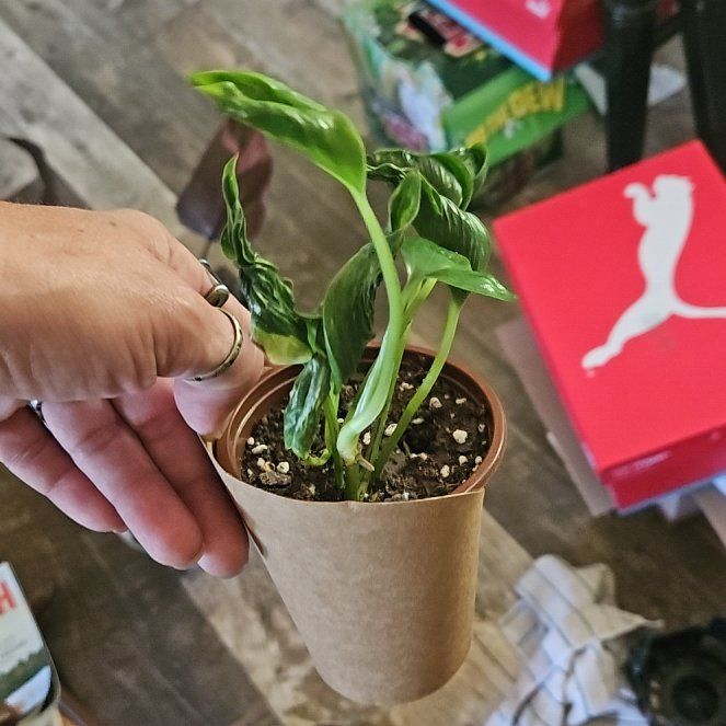 Photo of the plant species Pothos 'Shangri La' by @HipCebenese80 named Madonna on Greg, the plant care app