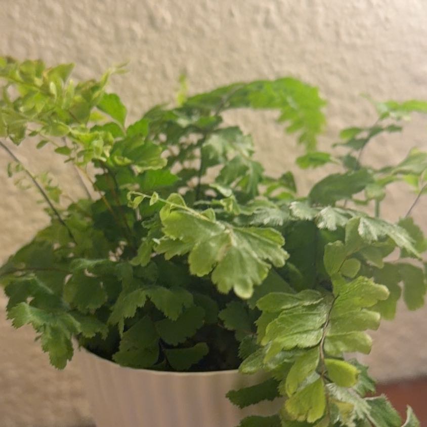 Photo of the plant species fluffy ruffle fern by @CozyIronweed11 named Kesha on Greg, the plant care app
