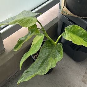 Photo of the plant species Philodendron 'Jose Buono' by @OptimalBilberry named Sonora on Greg, the plant care app