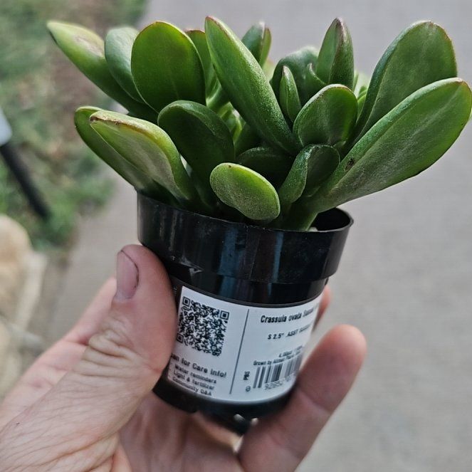 Photo of the plant species Crassula Ovata by @GemCornplant67 named Harmony on Greg, the plant care app