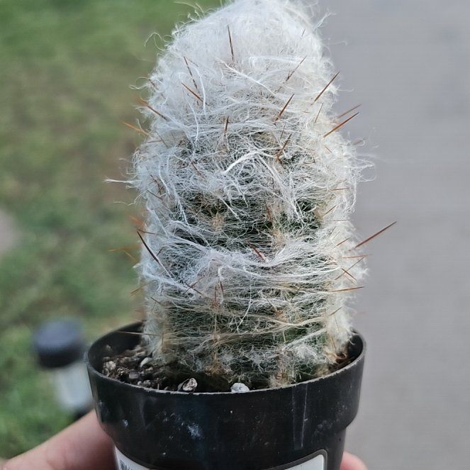 Photo of the plant species Old Man of the Mountains by @GemCornplant67 named Old goat on Greg, the plant care app