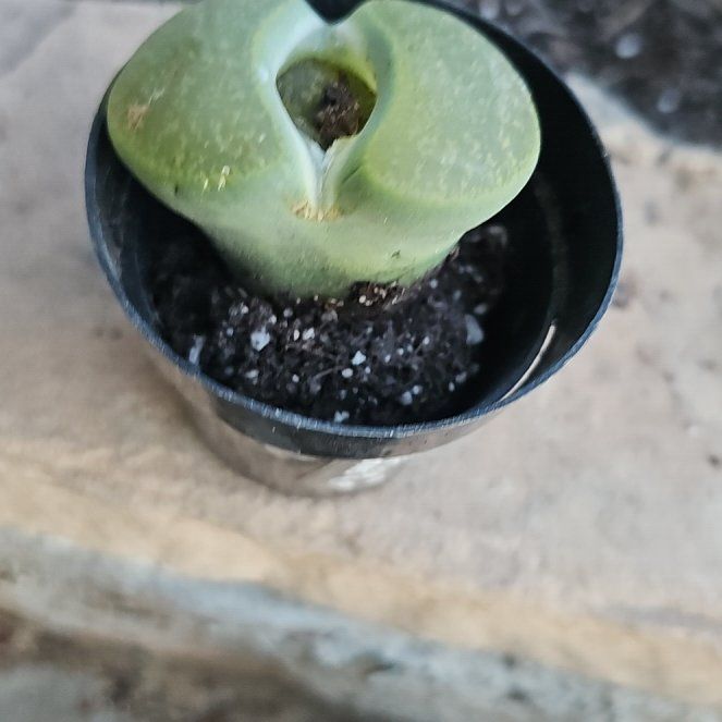 Photo of the plant species Stone Faces by @GemCornplant67 named Booty on Greg, the plant care app