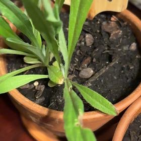 Photo of the plant species Bachelor's Buttons by @FirstKoa22 named Diana on Greg, the plant care app