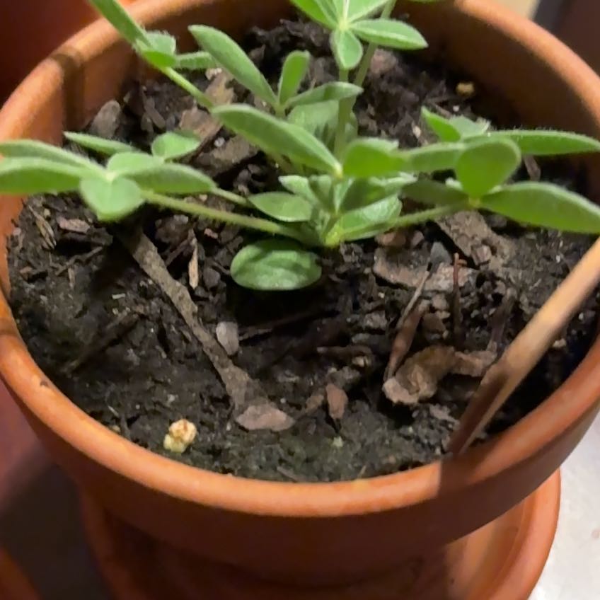 Photo of the plant species Texas Bluebonnet by @FirstKoa22 named Sahara on Greg, the plant care app