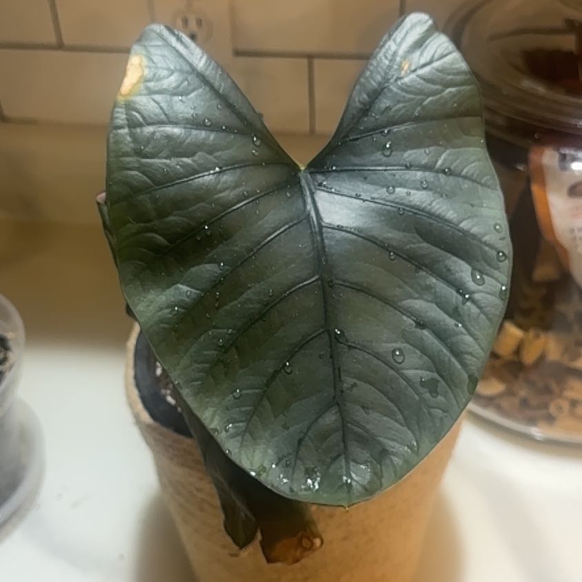 Photo of the plant species Alocasia Reginae by @NobleFeverfew99 named Luna on Greg, the plant care app