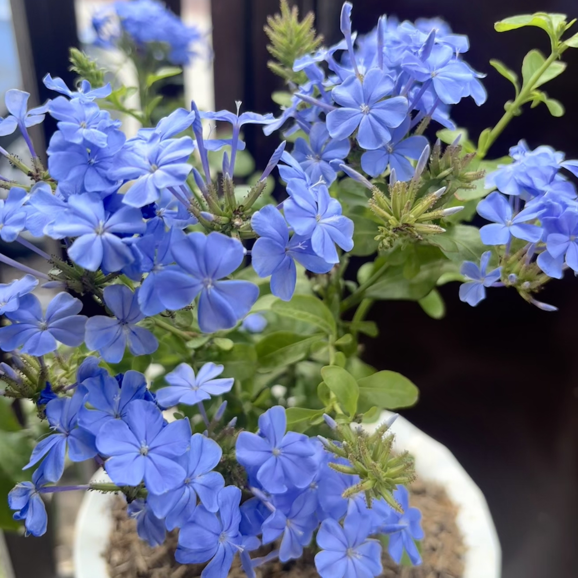 Photo of the plant species Blue Plumbago by @PiousWoodvetch named Juri on Greg, the plant care app