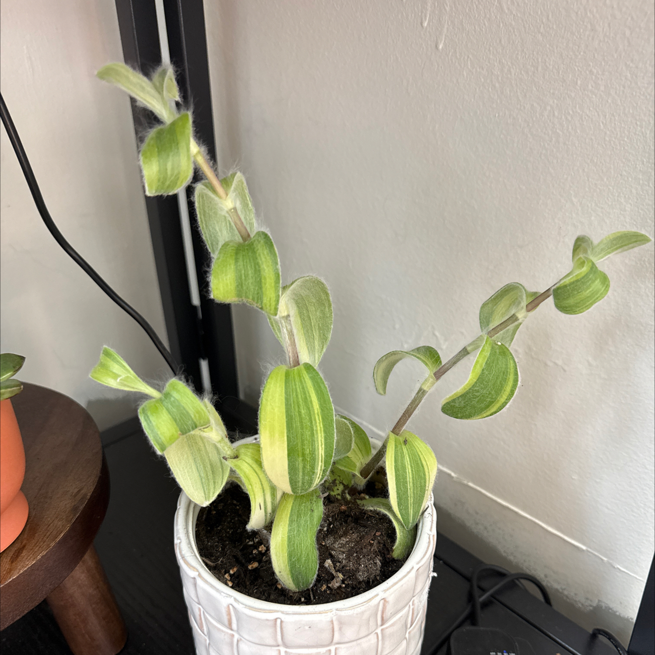 Photo of the plant species Trafescantia by @HipMayten79 named Treeyoncé on Greg, the plant care app