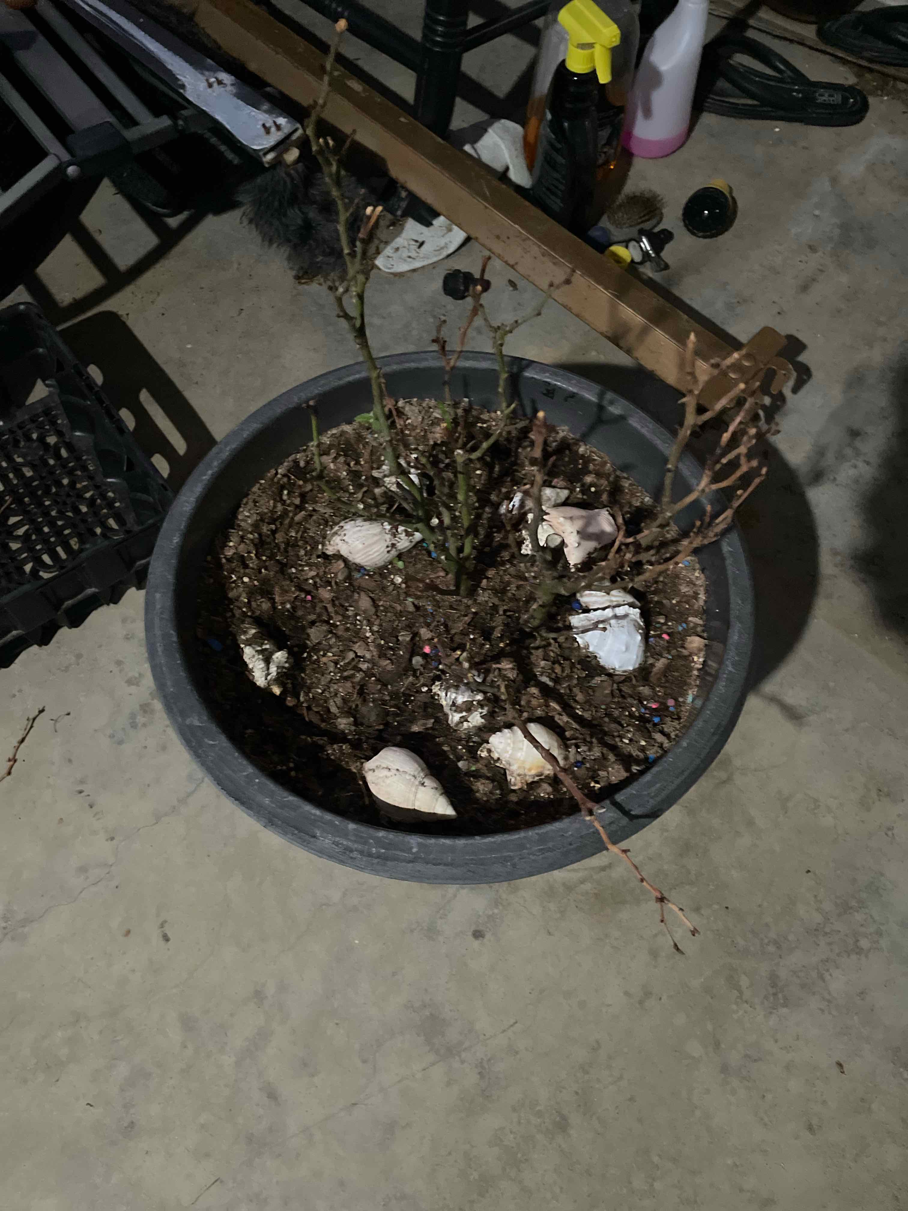 Photo of the plant species Petite Knock Out® Rose by @HomelyBaibua77 named Queen on Greg, the plant care app