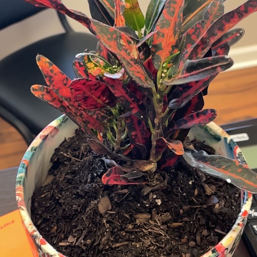 Photo of the plant species Exotic Angel Plant by @HomelyBaibua77 named Harper on Greg, the plant care app