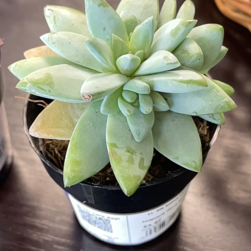 Photo of the plant species Sedeveria 'Harry Butterfield' by @HomelyBaibua77 named Diana on Greg, the plant care app