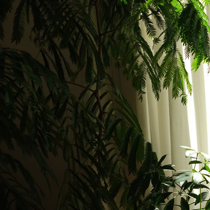 Photo of the plant species Silk Tree by @LadyPokaka10 named Anne on Greg, the plant care app