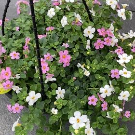 Photo of the plant species Bacopa 'Pinktopia' by @LargeCatnip45 named Eva on Greg, the plant care app