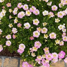 Photo of the plant species Calibrachoa 'Noa® Yellow' by @LargeCatnip45 named Scarlett on Greg, the plant care app
