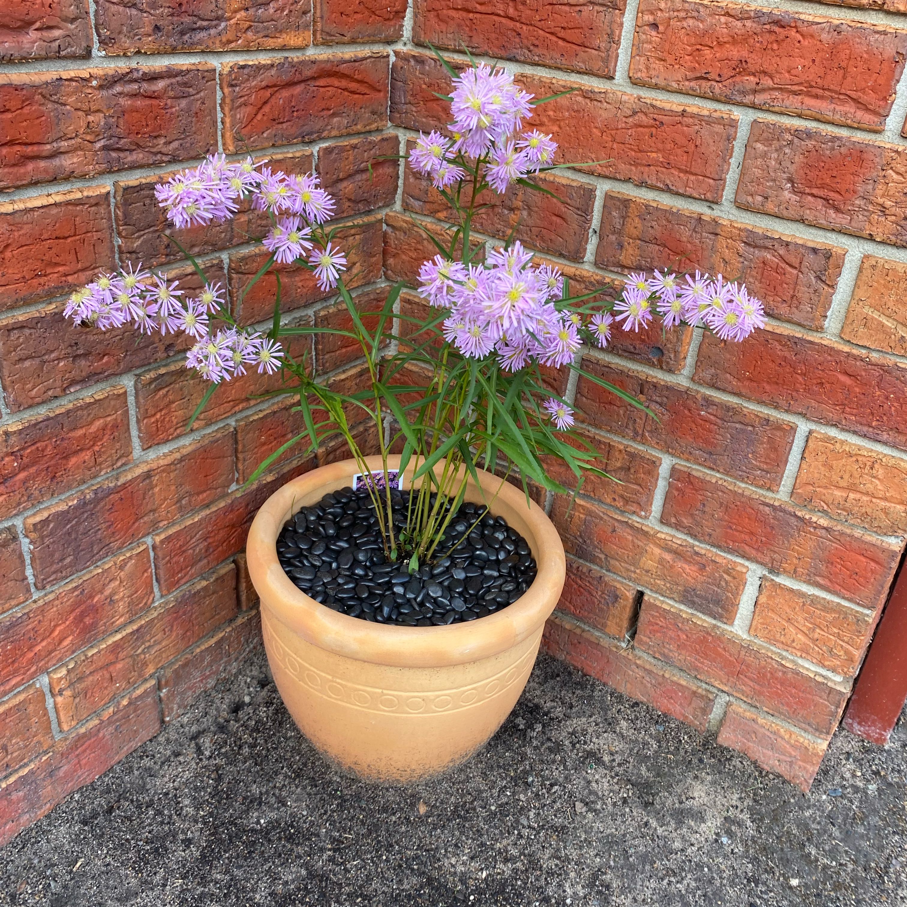 Photo of the plant species Amethyst Aster by @LargeCatnip45 named Morgan Treeman on Greg, the plant care app