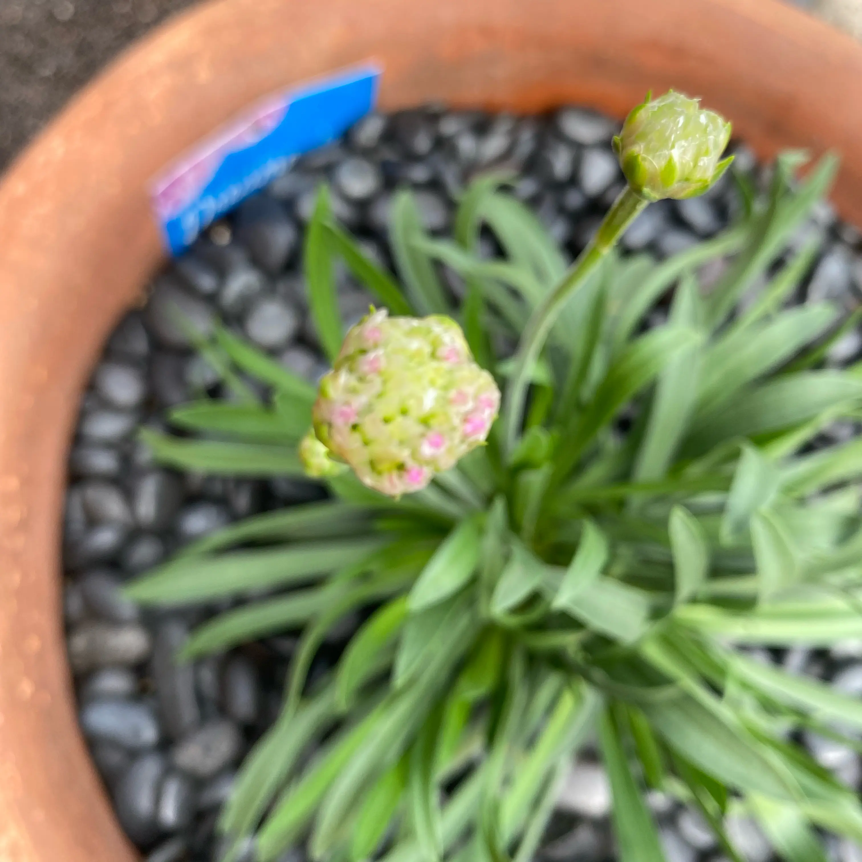 Photo of the plant species Armeria pseudarmeria subsp. sobrinhoi by @LargeCatnip45 named Pax on Greg, the plant care app