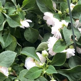 Photo of the plant species Double Impatiens by @amrahd named Willow on Greg, the plant care app