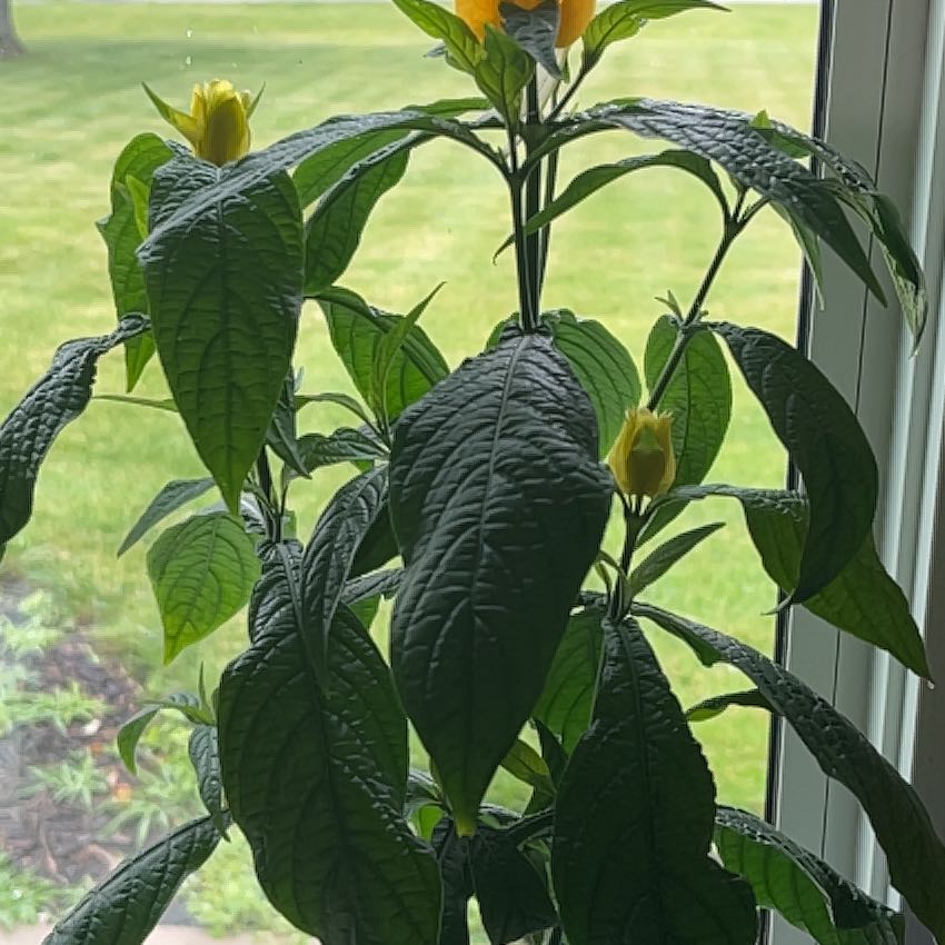 Photo of the plant species Lollipop Plant by @amrahd named Gaga on Greg, the plant care app