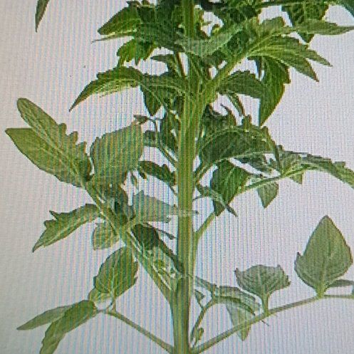 Photo of the plant species Husky Red Cherry Tomato by @KeySalad46 named Mochi on Greg, the plant care app