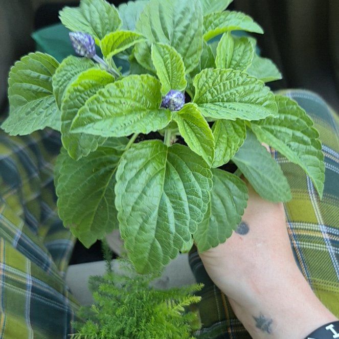 Photo of the plant species Chia by @HotEncina93 named Nithin on Greg, the plant care app