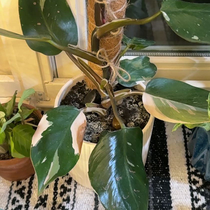 Photo of the plant species White Knight Philodendron by @StrongChia26 named Tolkien on Greg, the plant care app