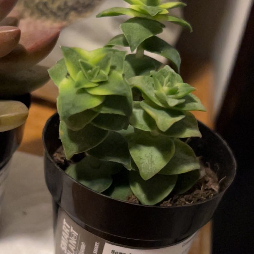 Photo of the plant species Variegated String of Buttons by @MotherSunstar99 named Sir Plancelot on Greg, the plant care app